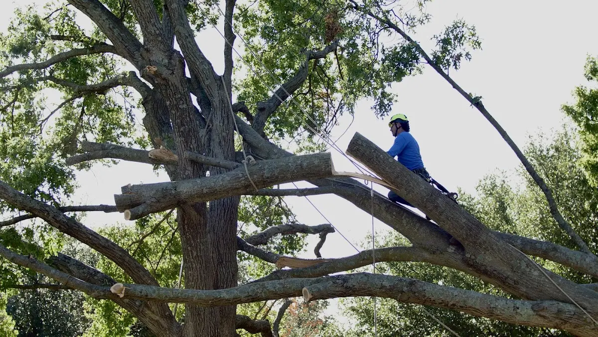 Professional Crown Thinning performed by certified arborists in Mikado
